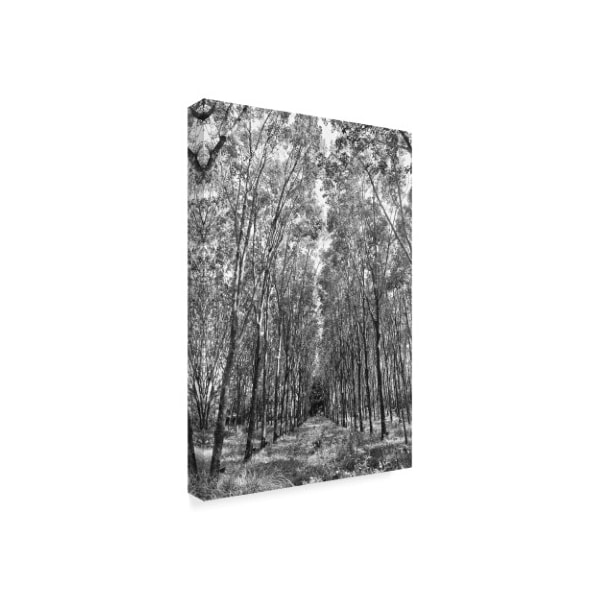 American School 'Rubber Trees Of Thailand' Canvas Art,30x47